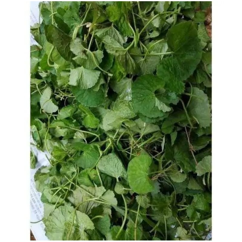 

DAUN ANTANAN SEGAR MURAH FRES 250 gram