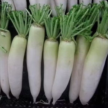 BENIH LOBAK PUTIH F1 HIBRIDA BENIH SAYUR