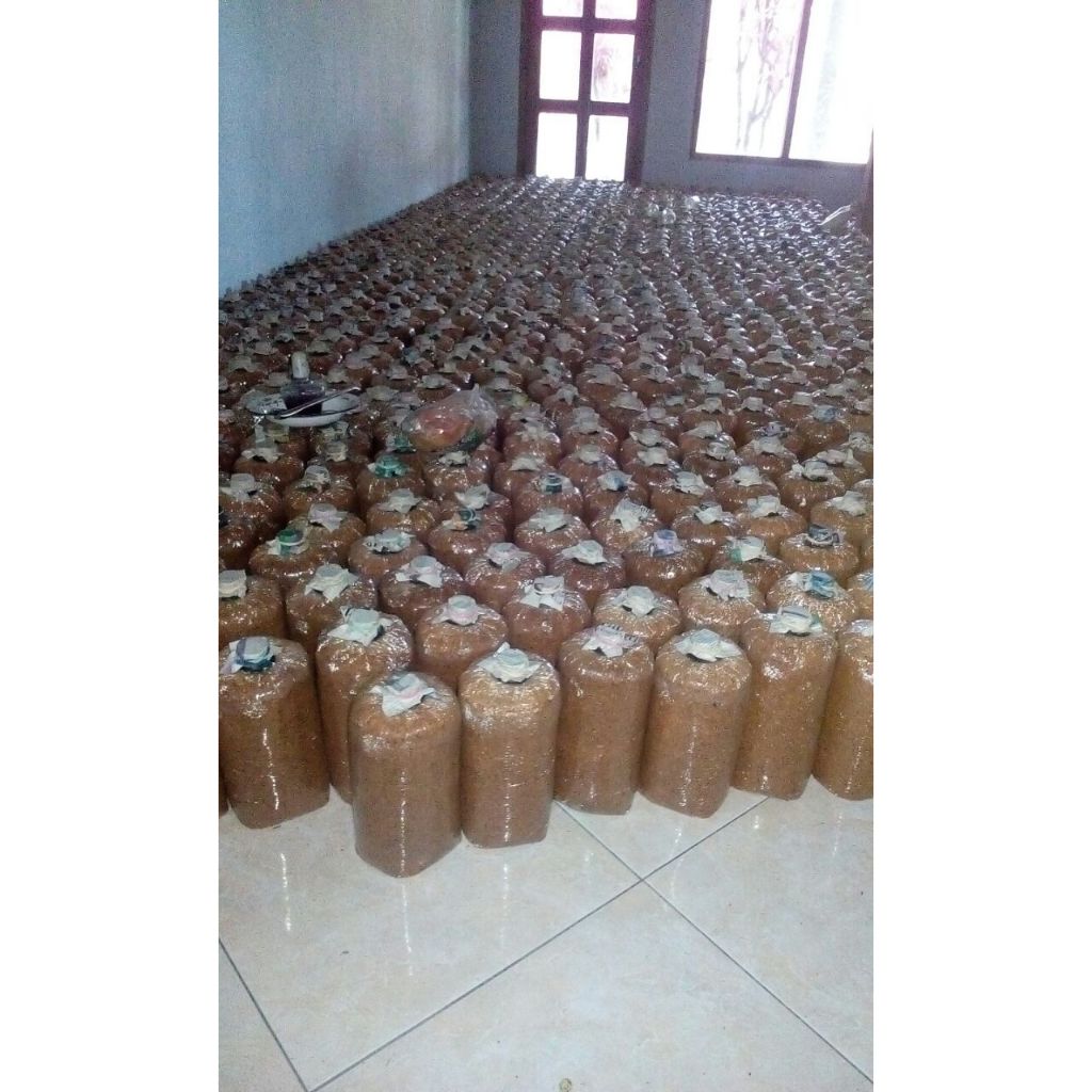 Baglog jamur tiram putih/bibit jamur tiram f3/benih jamur