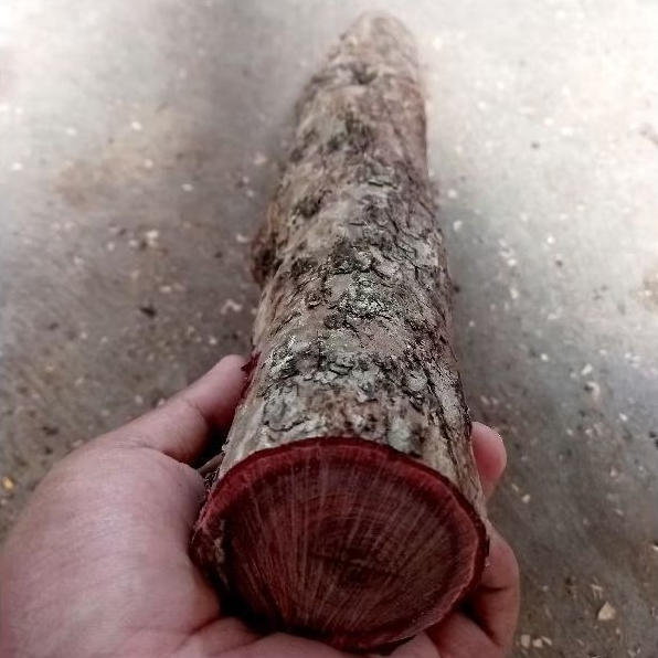 bahan kayu stigi/setigi original