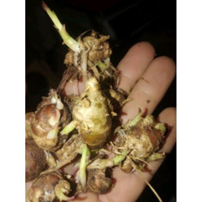 

kencur sudah bertunas,/bibit kencur/Tanaman kencur Tunas rimbun