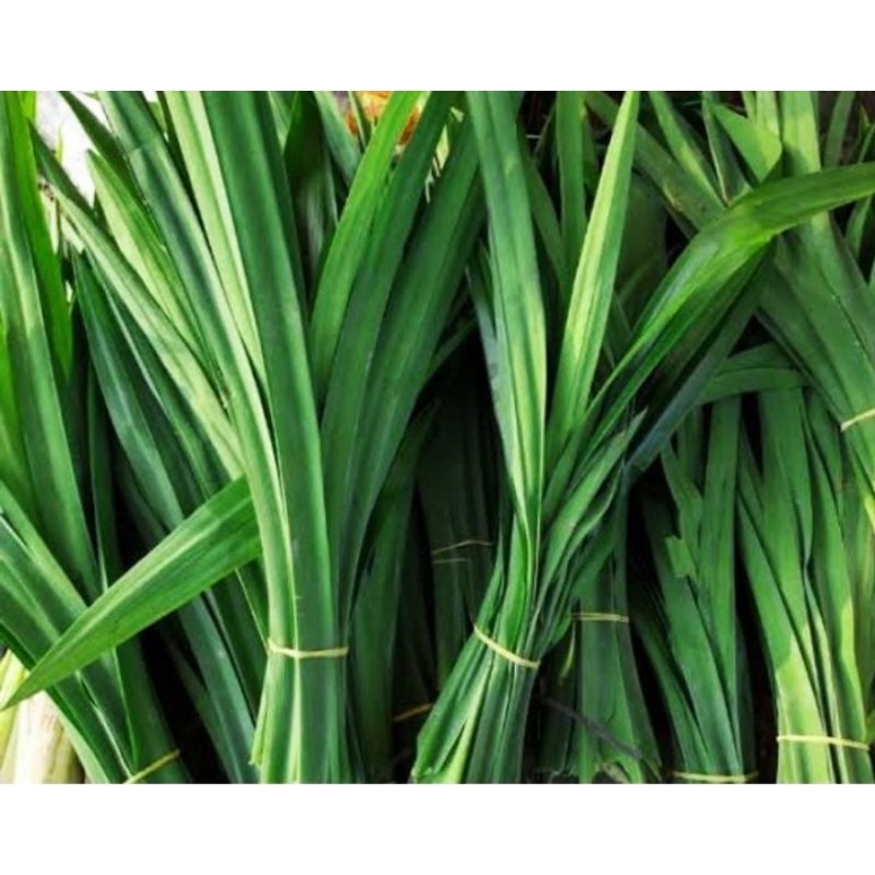 

DAUN PANDAN SEGARR(Perikat isi 15psc)