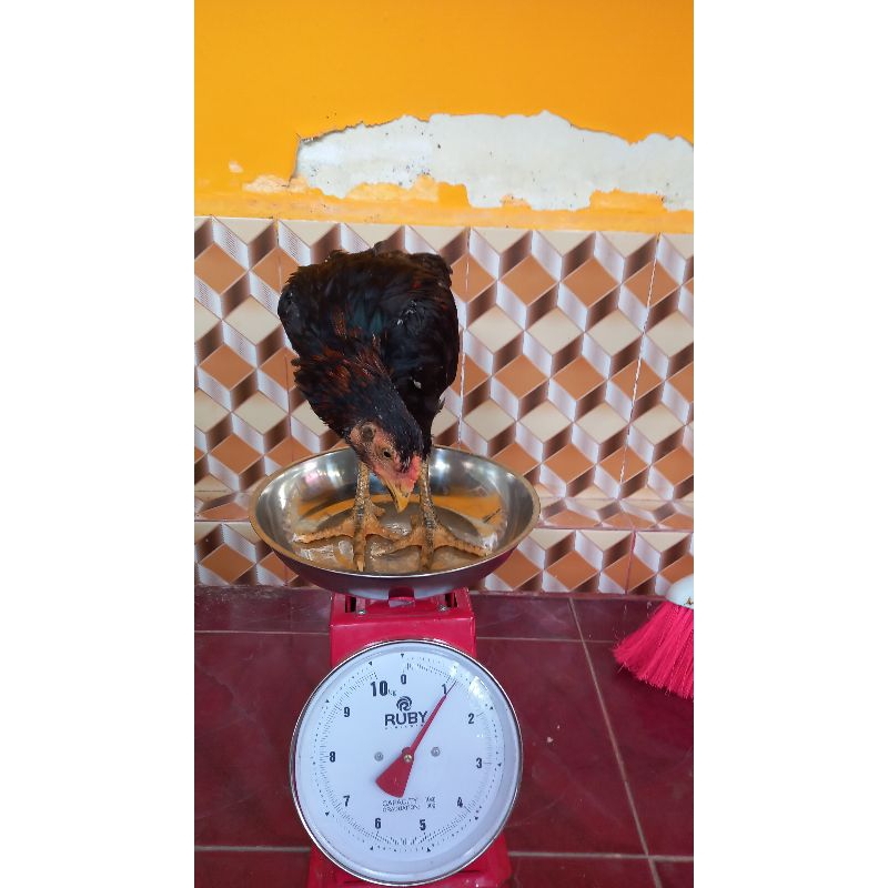 

Ayam kampung organik