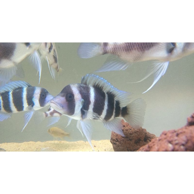 Frontosa Moba Hybrid Cichlid Tanganyika Ikan Hias Air Tawar