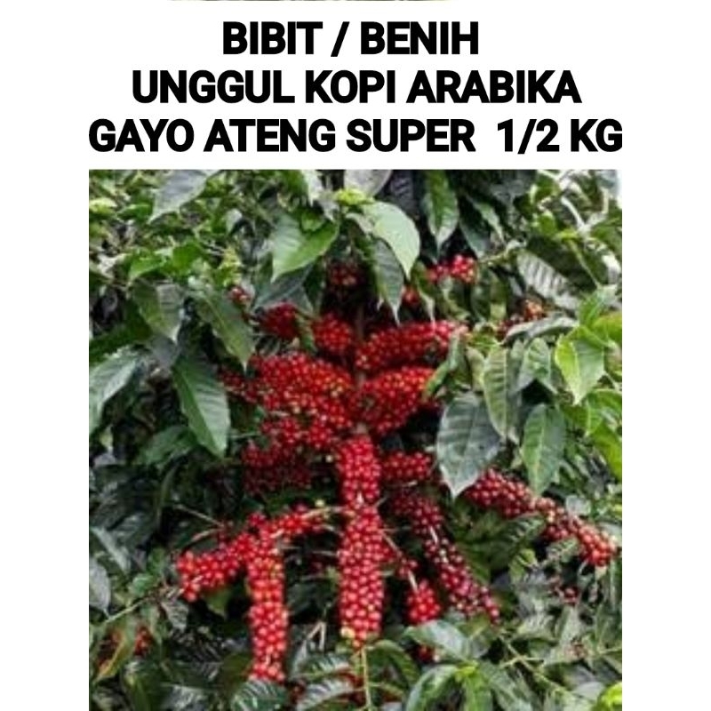 BIBIT / BENIH KOPI ARABIKA GAYO ( ATENG SUPER ) COD 500 GR COD