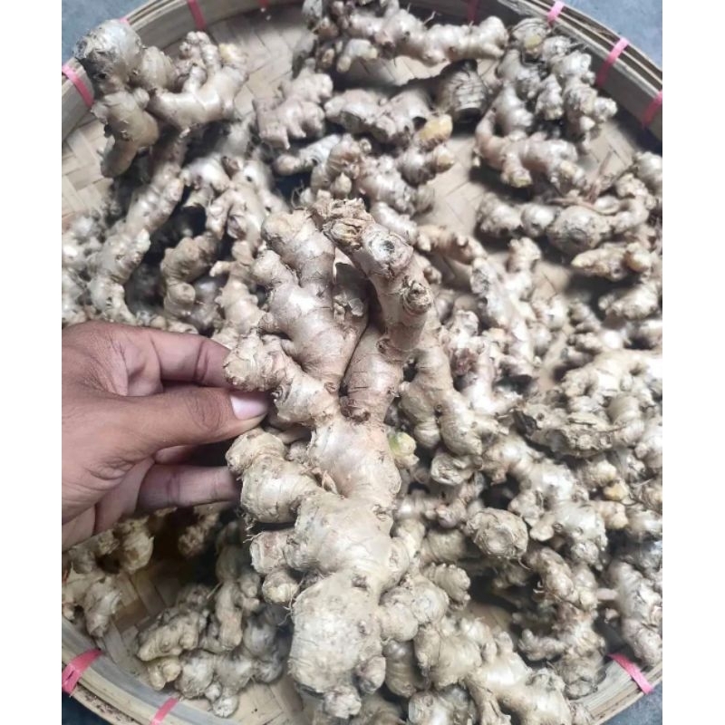 

Jahe emprit fress 1 kg