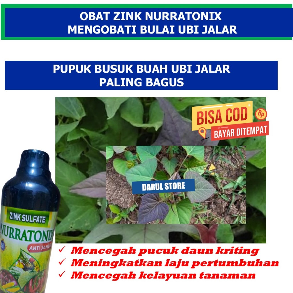 COD PUPUK ATASI BUSUK BULAI UBI JALAR PALING BAGUS PUPUK SEMPROT ATASI PENYAKIT TANAMAN UBI JALAR 50