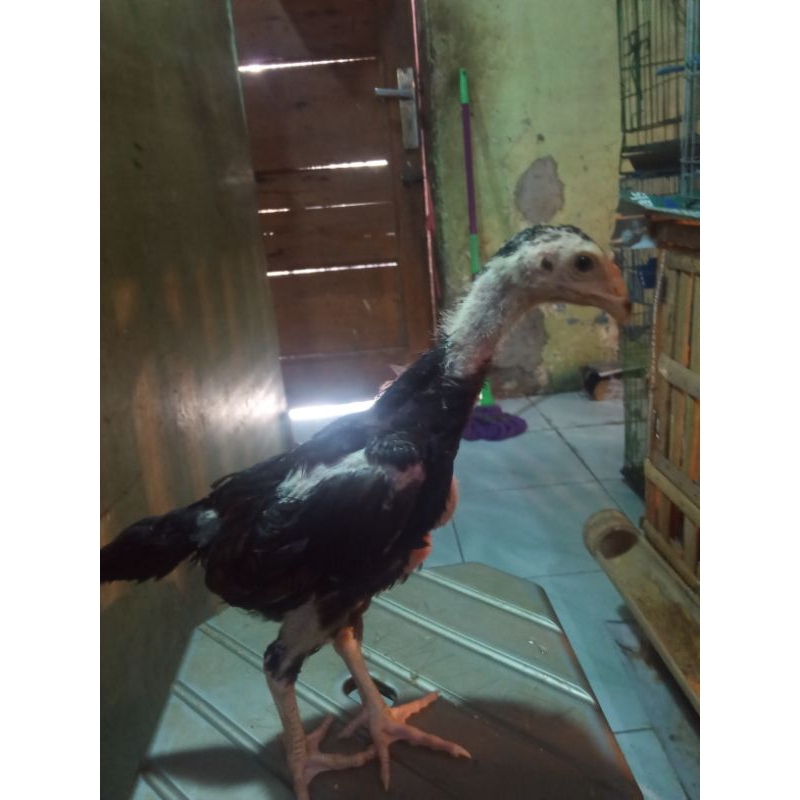 ayam shamo anakan jepang x eropa umur 2 bulan