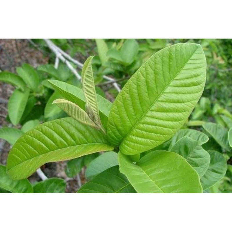 

DAUN JAMBU BIJI SEGAR MURAH FRES 250 GRAM