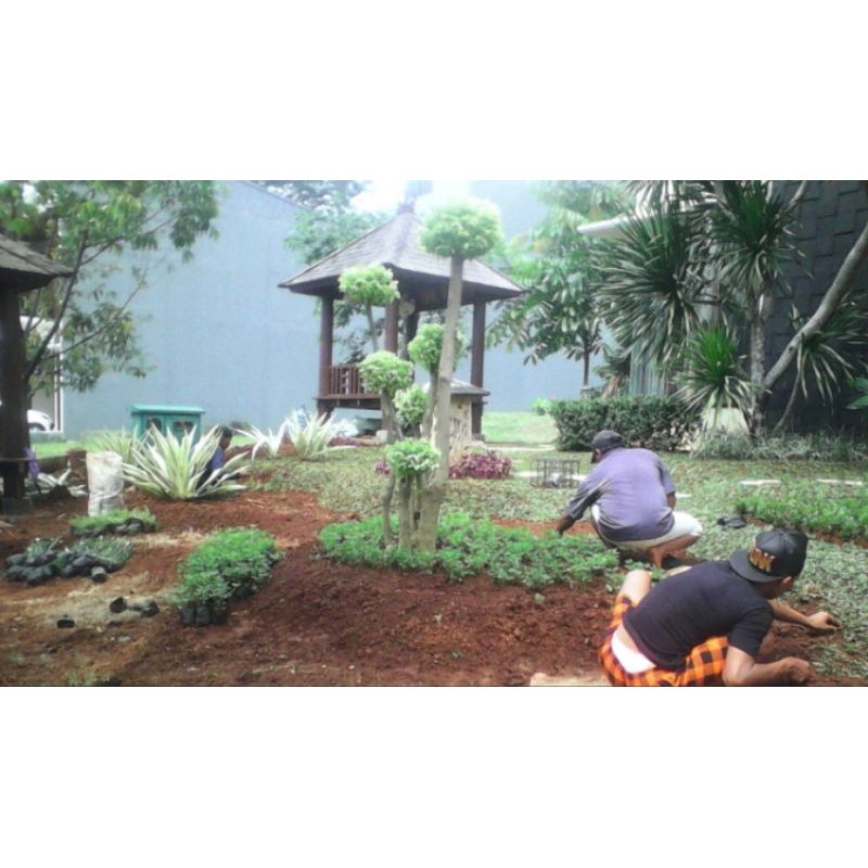 Jasa Perawatan Taman - Perawatan Taman Minimalis,Taman Relief,Taman Eropa