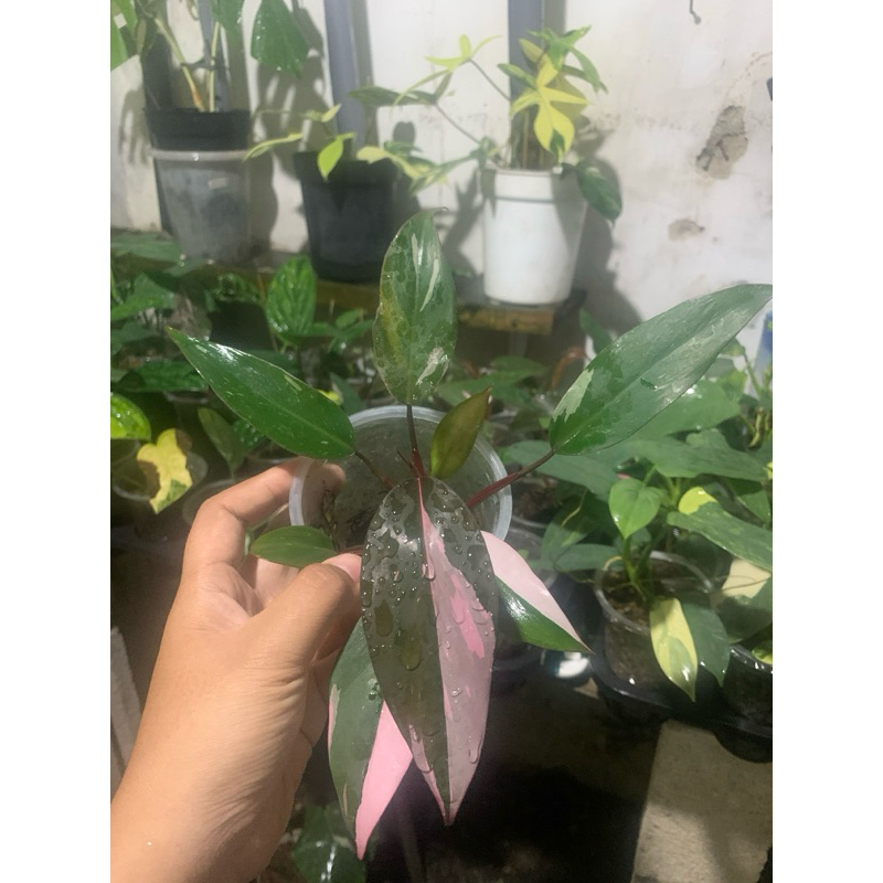 pink Princess galaxy