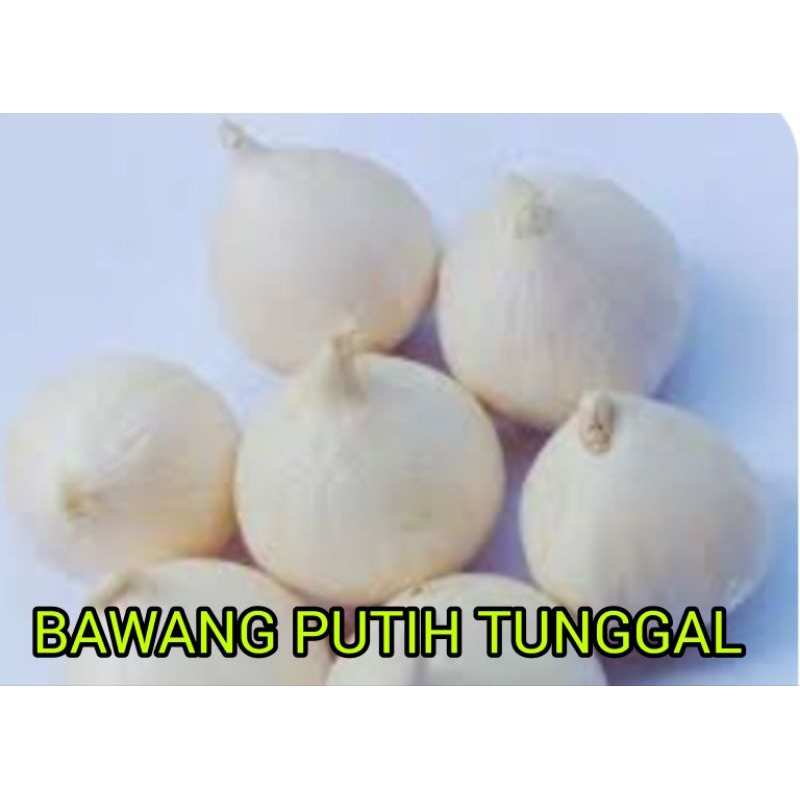 

BAWANG PUTIH TUNGGAL SUPER RP. 12.000 / 100 gram