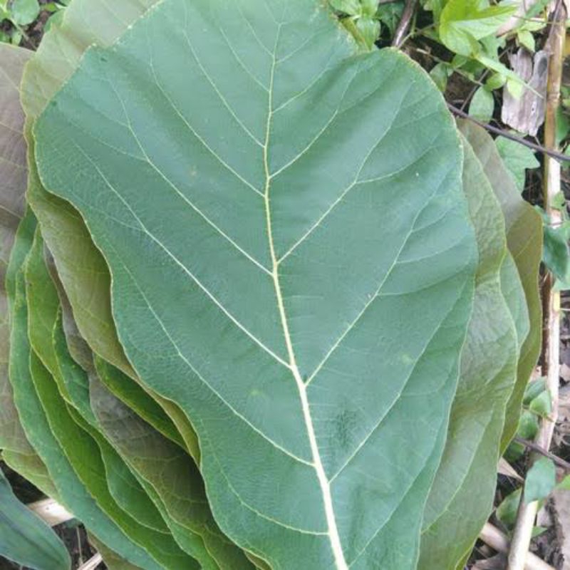 

Daun jati segar untuk bungkus makanan /kg