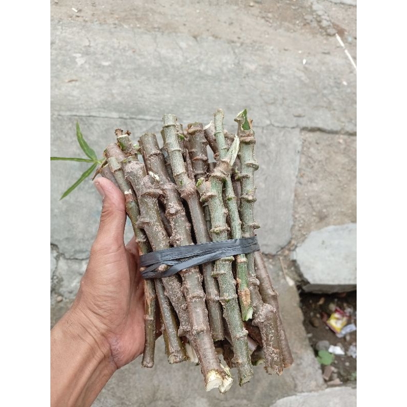 

12 stek batang ketela daun lalapan