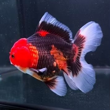 Hias Ikan Koki Oranda Panda Tricolor Kecil kualitas bagus untuk aquarium tankmate hiasan