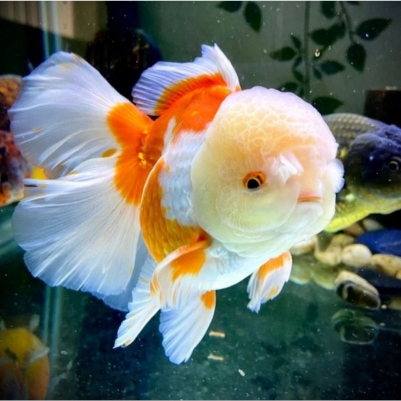 Hias Ikan Koki Oranda berkualitas bagus untuk aquarium tankmate hiasan lucu