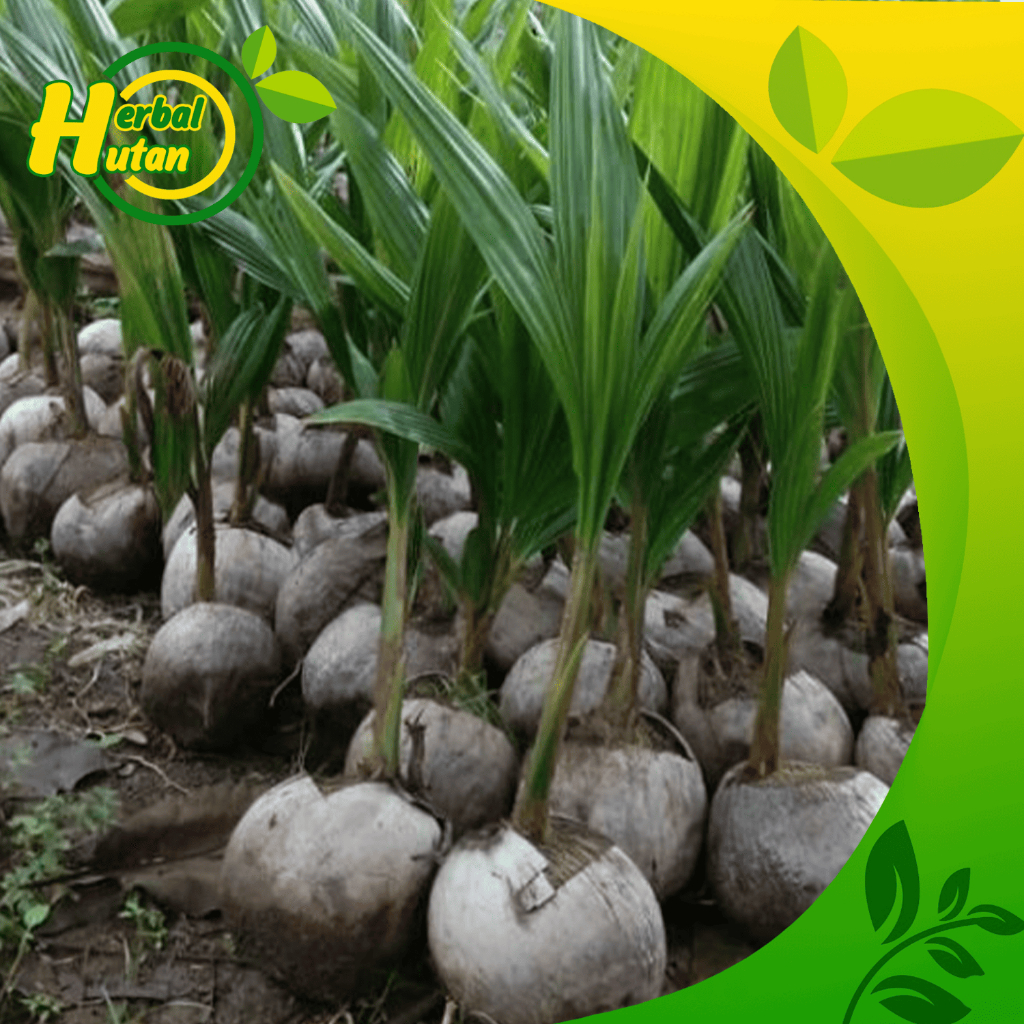 Bibit kelapa wulung / kelapa hijau wulung