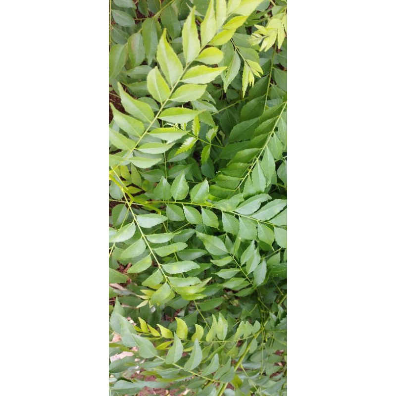 

DAUN KARI FRESH DIPUTIK SAAT PEMESANAN