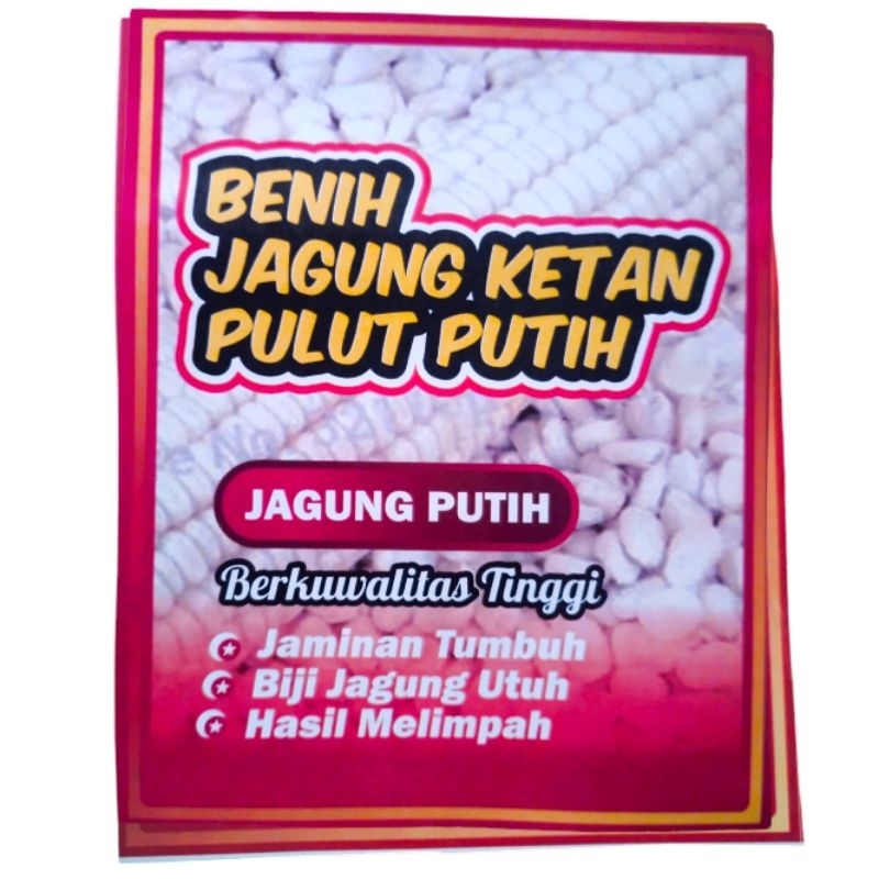 

benih jagung putih berkualitas unggul 1kg siap tanam