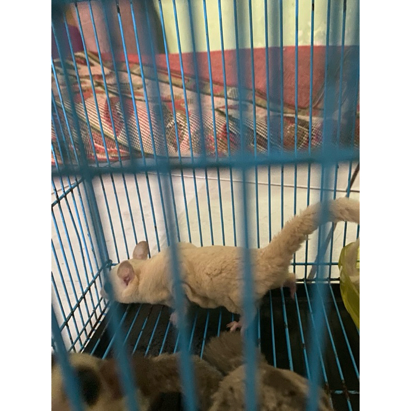 Sugar Glider Leucistic