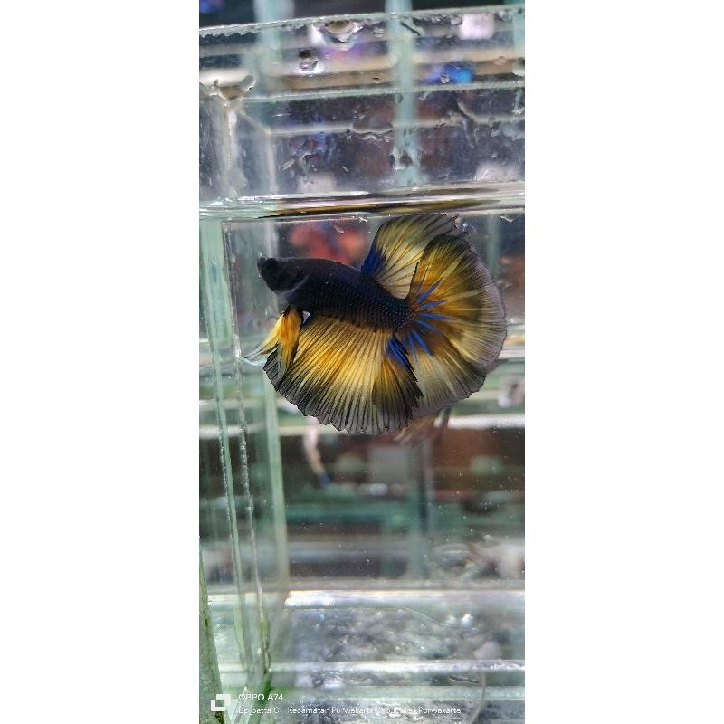 3e halfmoon rosetail
