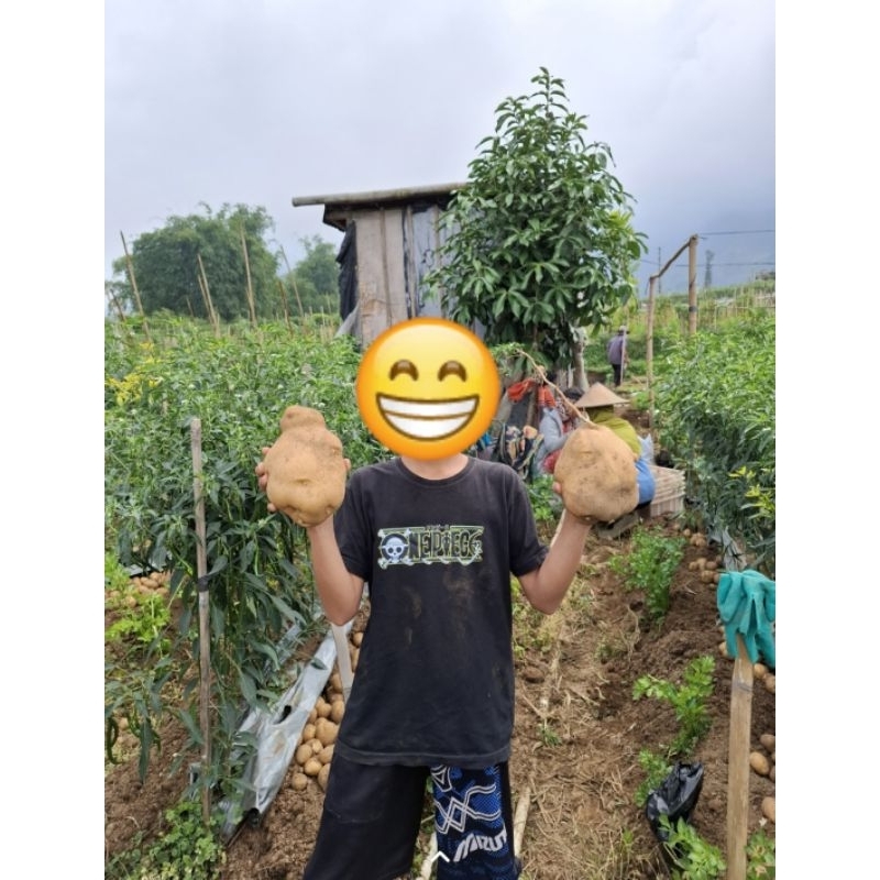 

kentang super great A kualitas terbaik 1kg
