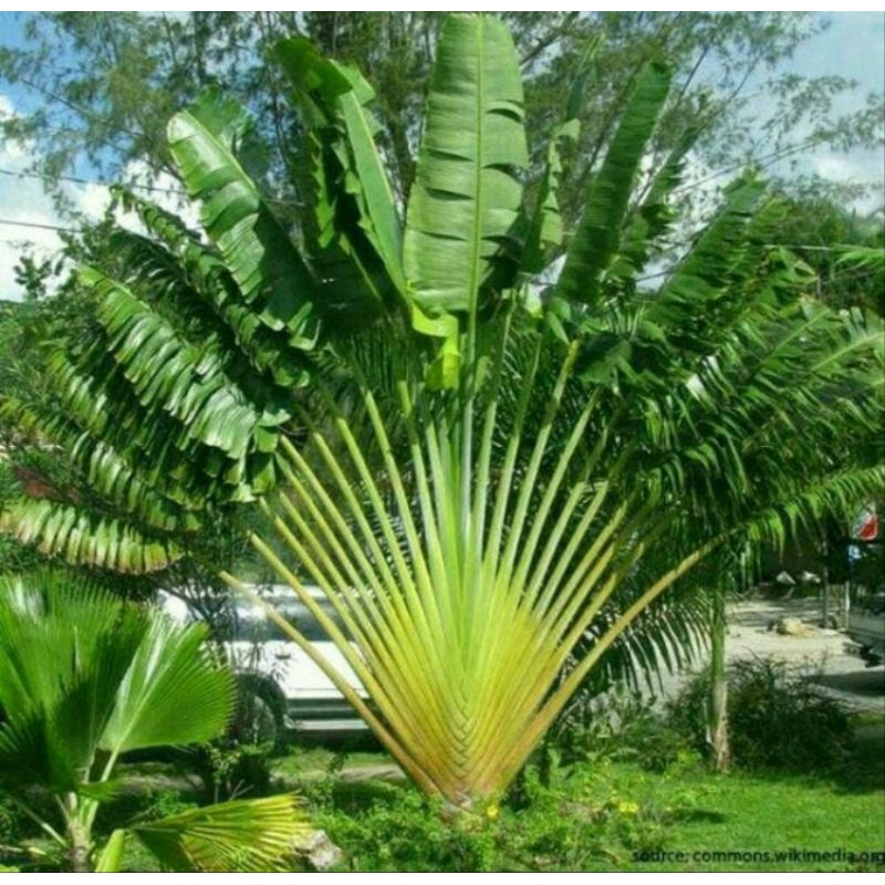Tanaman Hias Pisang Kipas - Pisang Pisangan Kipas Rimbun