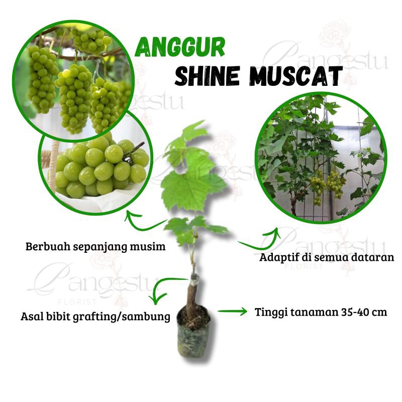 Bibit Tanaman Anggur Import Shine Muscat