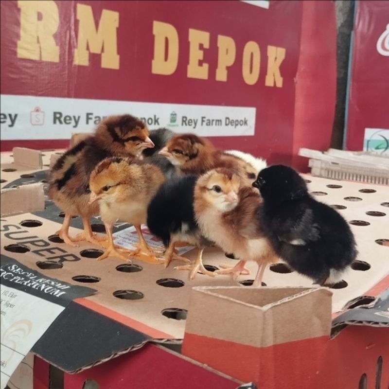 Bibit Ayam Kampung super/Doc Joper