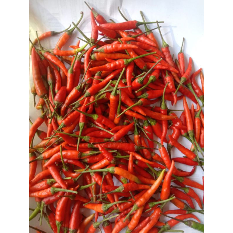 

cabai cabe rawit merah 1 kg