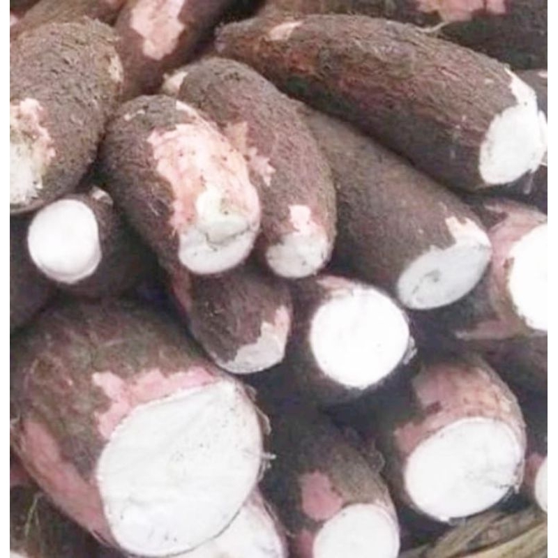 

500 gram Singkong desa