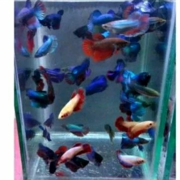 

KADO AQUARIUM/CUPANG HALFMON BETINA UKURAN S