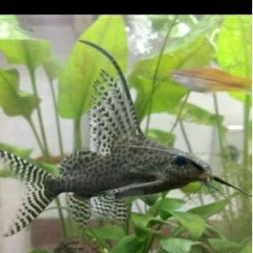 

HIASAN AQUARIUM/SYNODOTIS UKURAN 4 CM