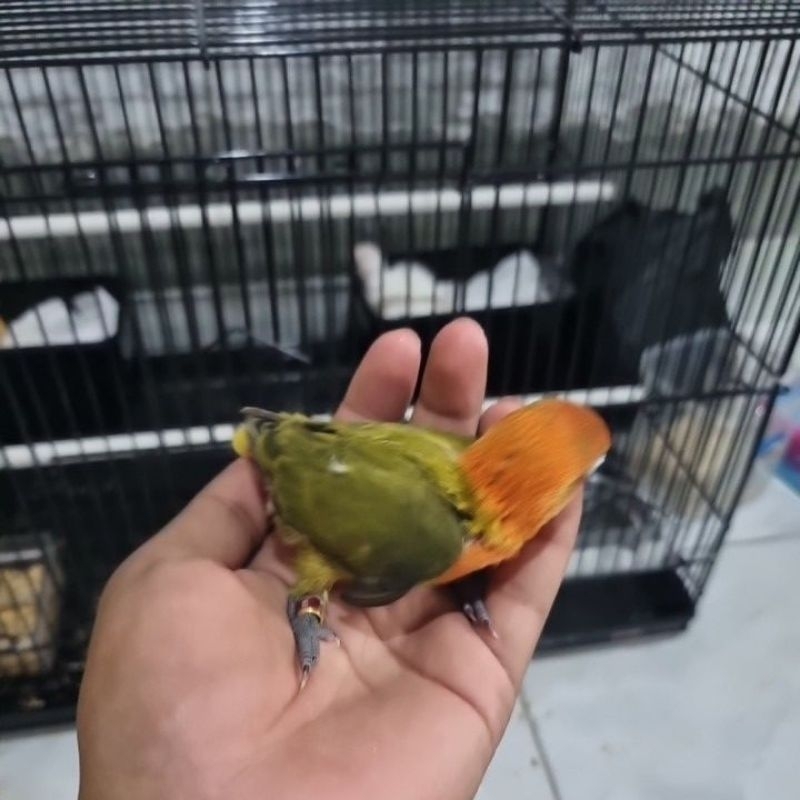 Lovebird Biola Dark Green (lolohan)