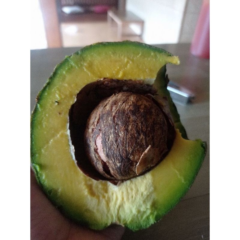 

ALPOKAT MENTEGA ASLI ISI 3-4