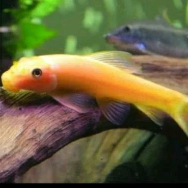

ALGAETER ALBINO UKURAN 4-6 CM_HIASAN AQUARIUM KERDUS ( DEWANTO IRAWAN).
