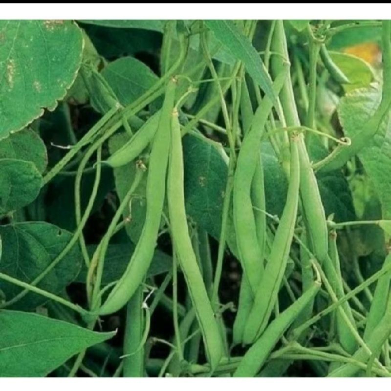 

biji benih buncis rambat isi 30 butir