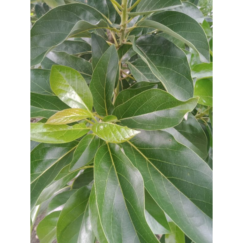 

DAUN ALPUKAT SEGAR OBAT HERBAL/30LEMBAR/samsul herbal