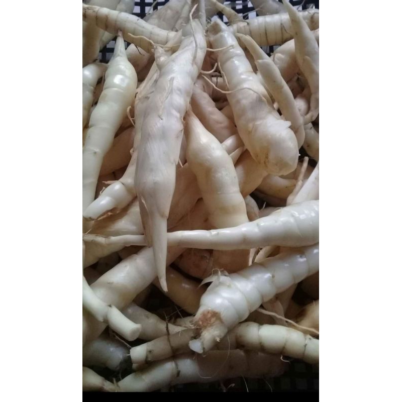 

umbi garut fresh 1 kg mentahan