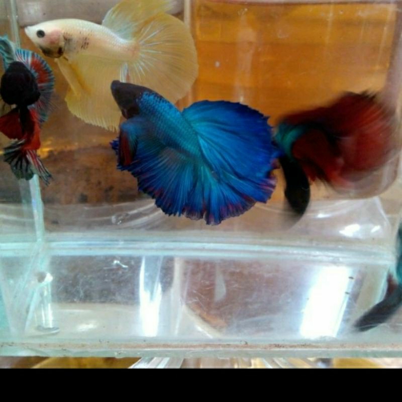 

CUPANG HALFMON JANTAN UKURAN S+_KADO AQUARIUM PAKET