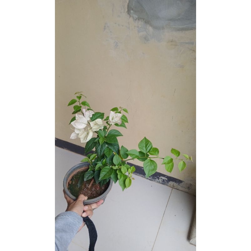 Bougenville Bengawan Solo Unik Sudah Berbunga