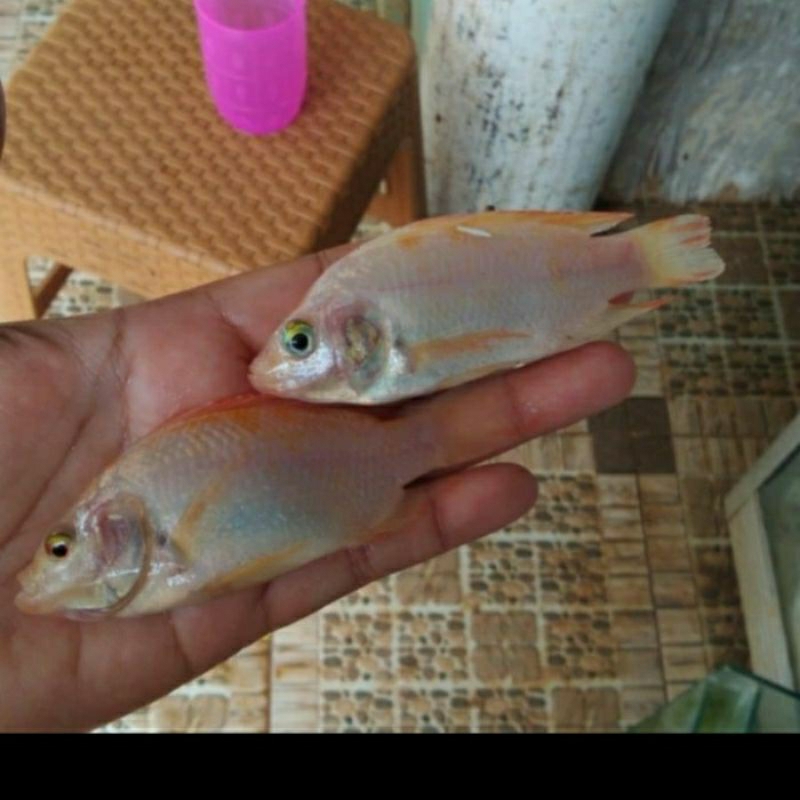 

NILA BIBIT _KADO KOLAM UKURAN 6-8 CM