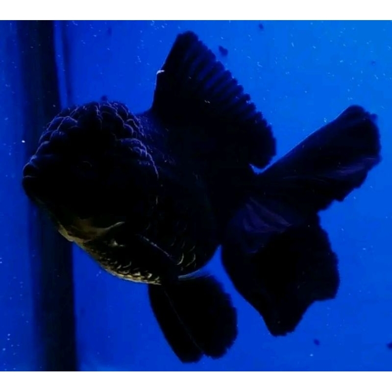 

BUKU ORANDA HITAM