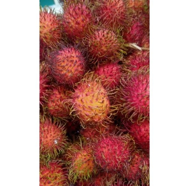 

Buah Rambutan 1 kg