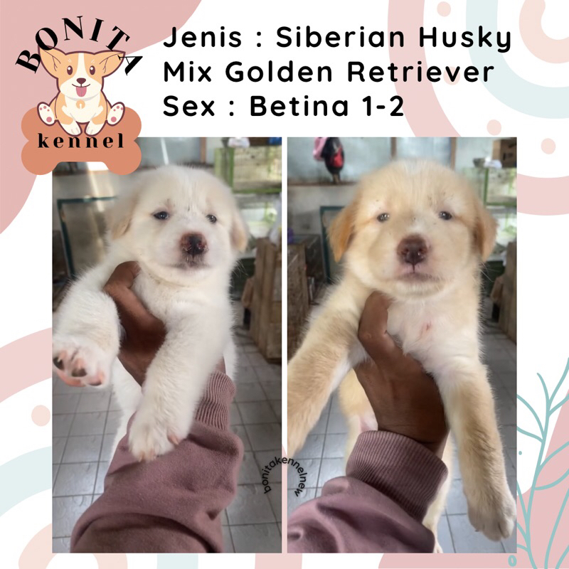 Siberian Husky Mix Golden Retriever Anak Anjing Husky Mix Golden Jantan Betina