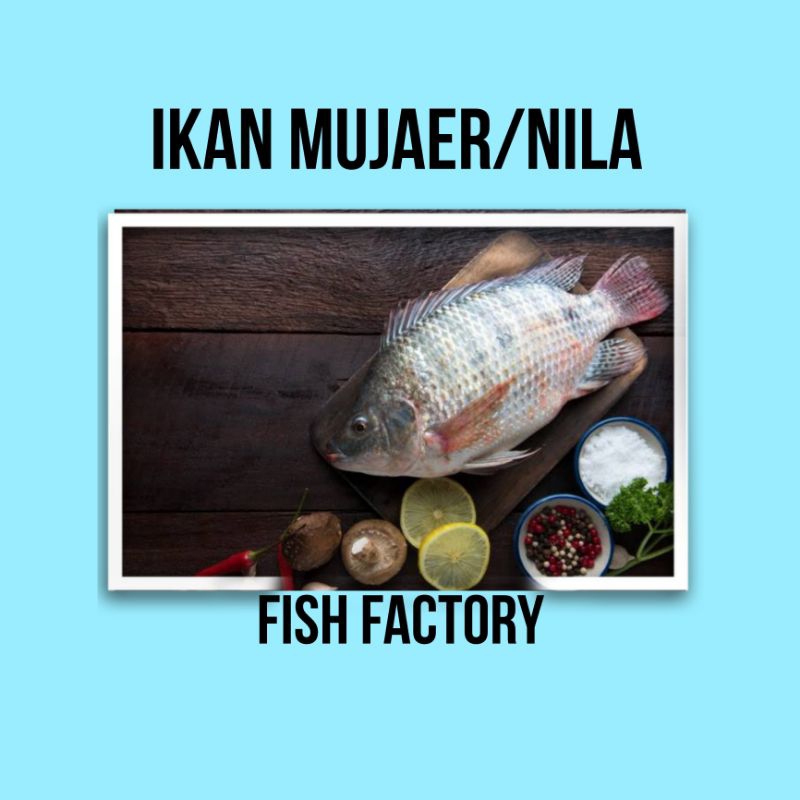

ikan mujair / ikan nila konsumsi