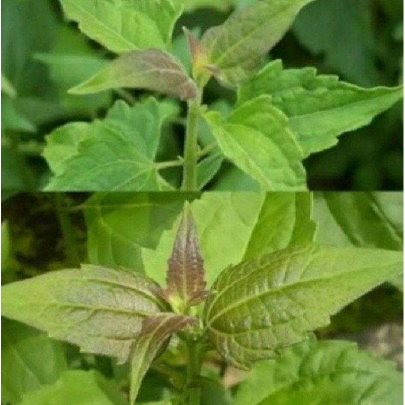 

DAUN KIRINYUH/DAUN KOPASANDA,BALAKACIDA PER 100 LEMBAR OBAT HERBAL