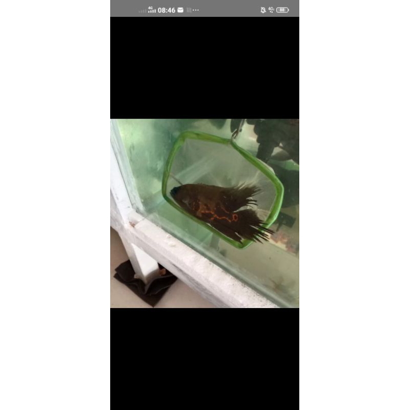 Oscar Tiger slayer GM