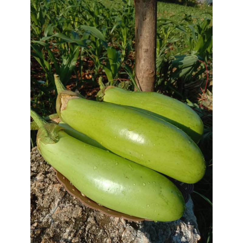 

TERONG HIJAU DAN TERONG HIJAU DIPETIK SAAT MAU DIKIRIM PER 1KG