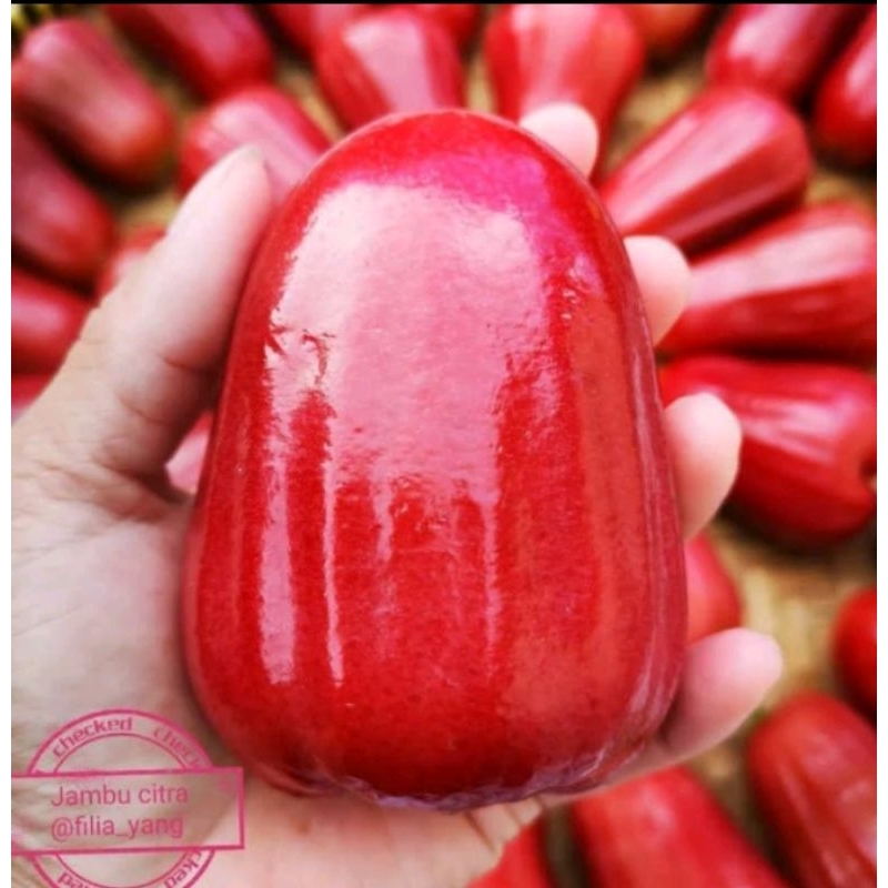 

JAMBU CITRA SUPER JUMBO MANIS